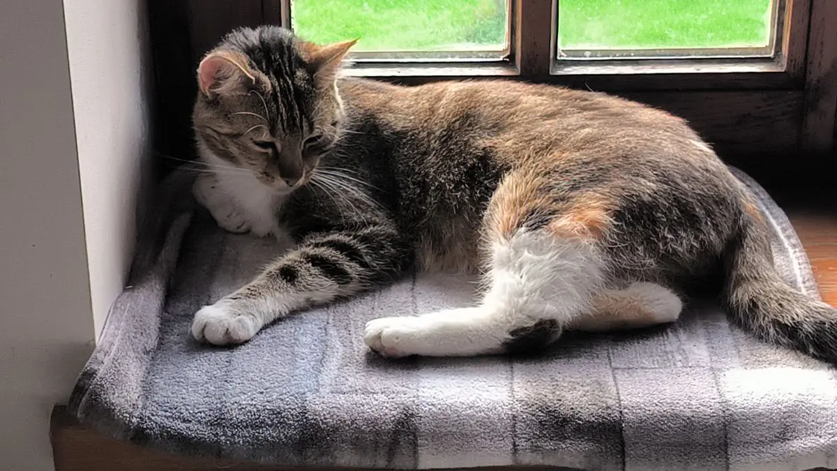 chatte lost    La Bruyère Aïna