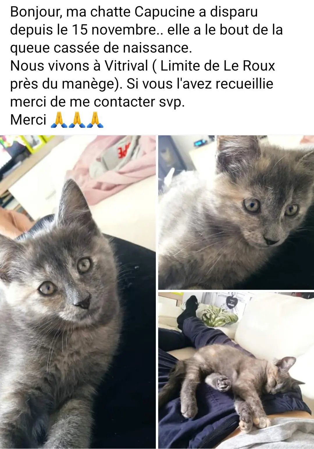 chatte lost   5070 Vitrival Capucine