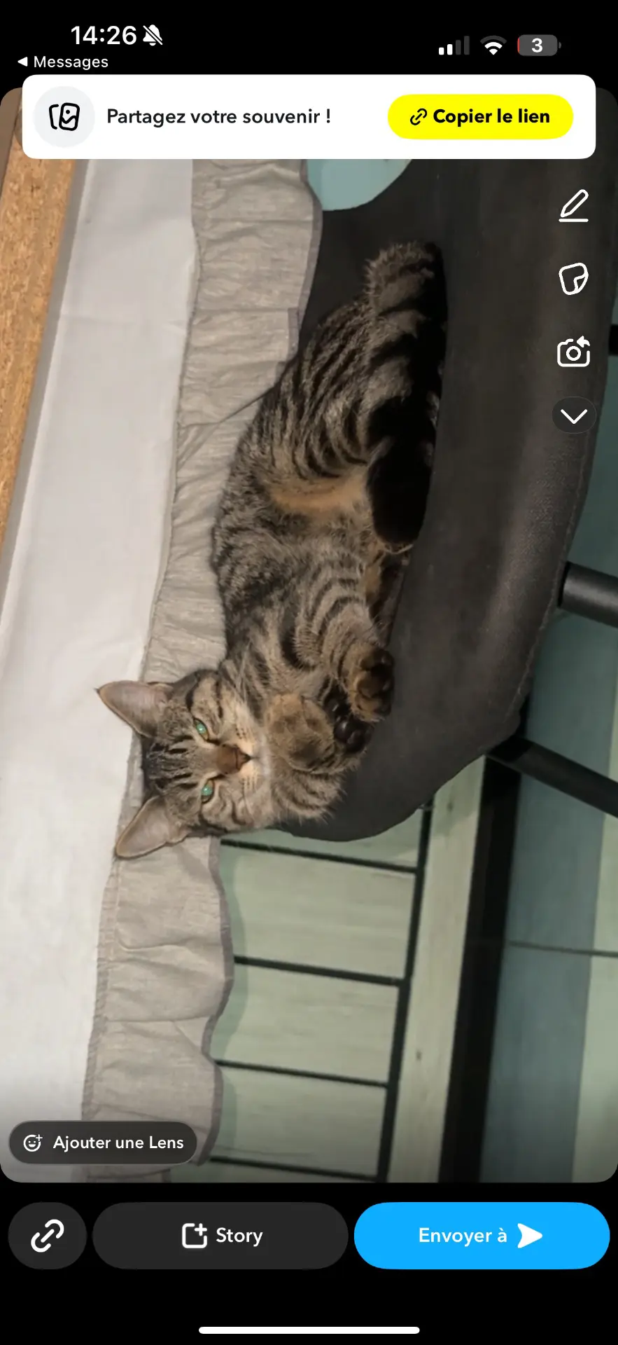 chatte lost    Falisolle Chanel
