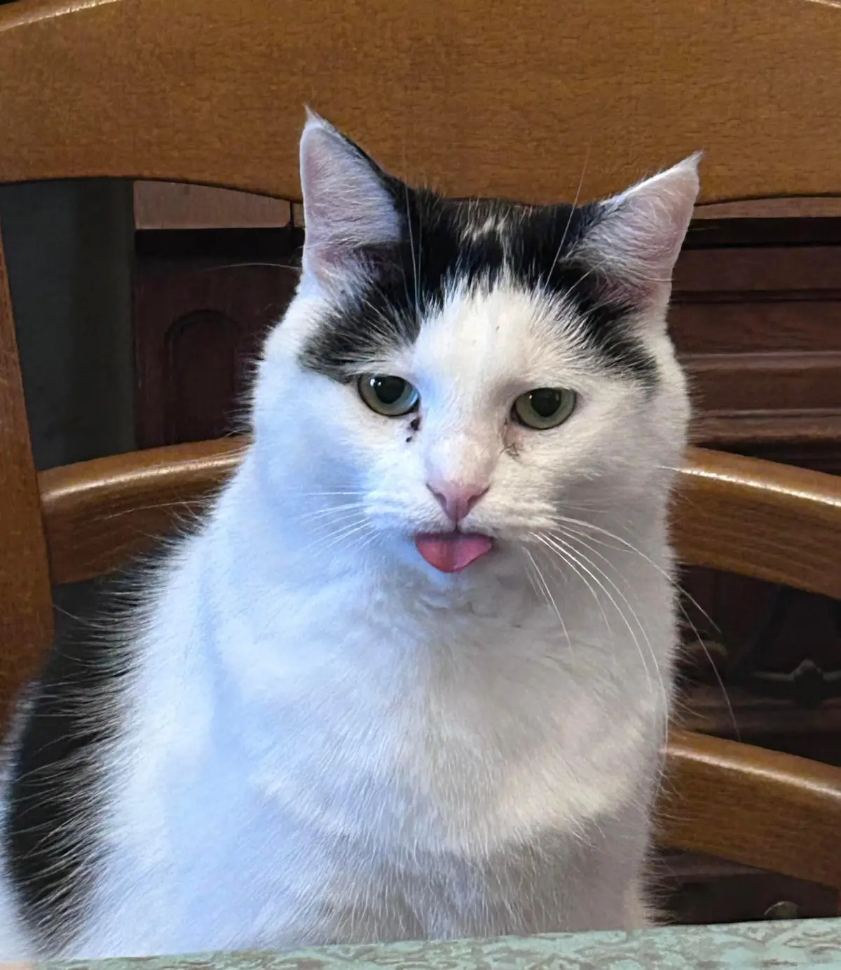chatte lost   5190 Jemeppe-sur-Sambre Clochette