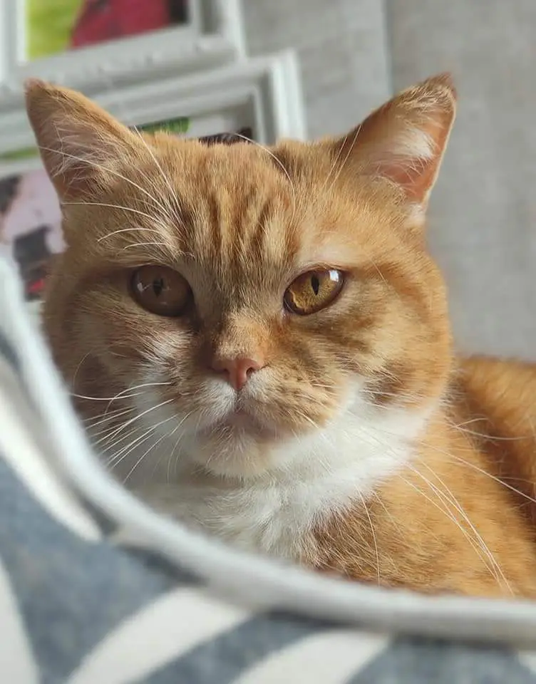 chatte lost    Gembloux Happy
