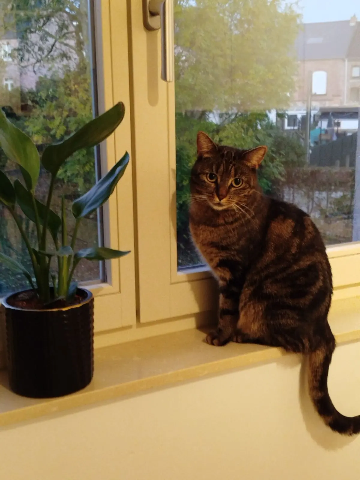 chatte lost    Gembloux Molly