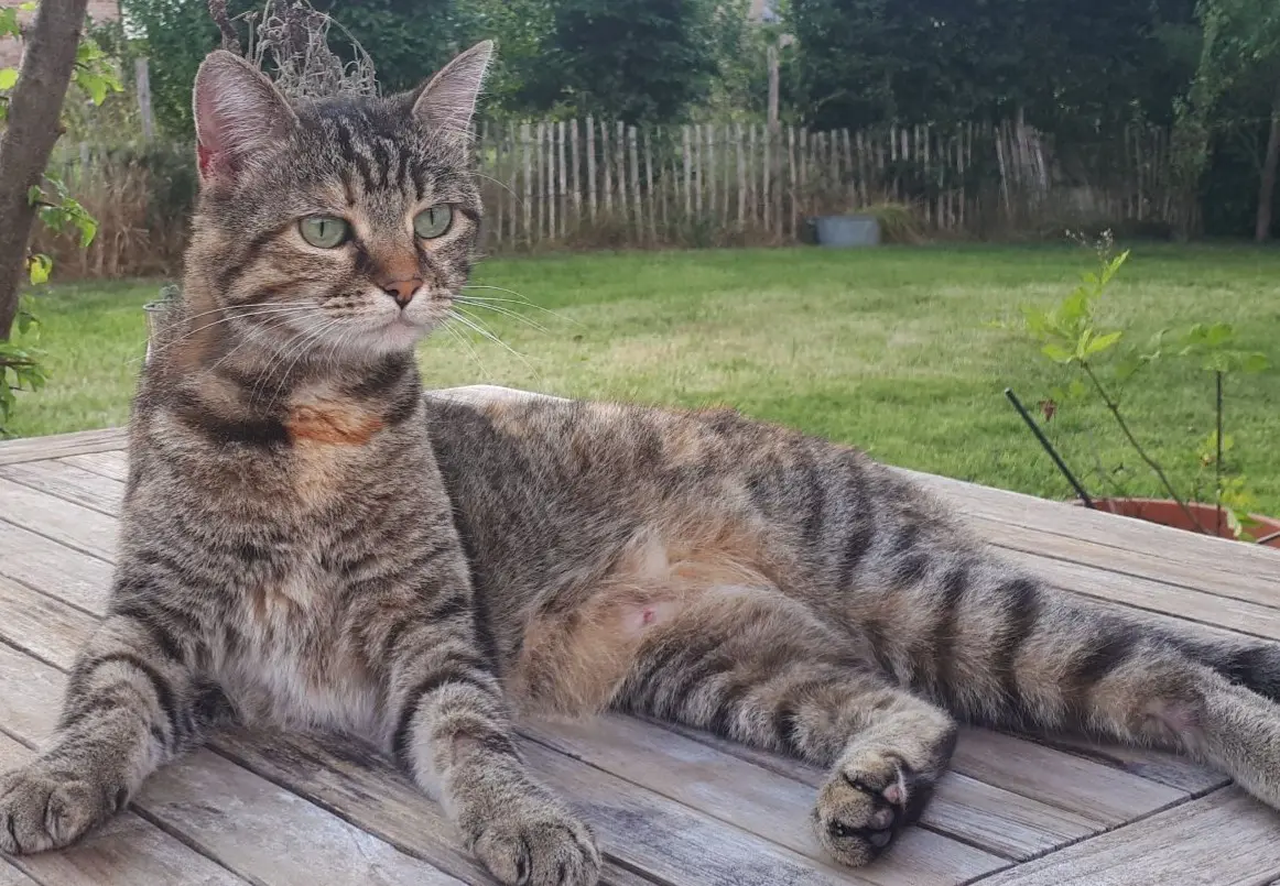 chatte lost   5100 Erpent Choumi