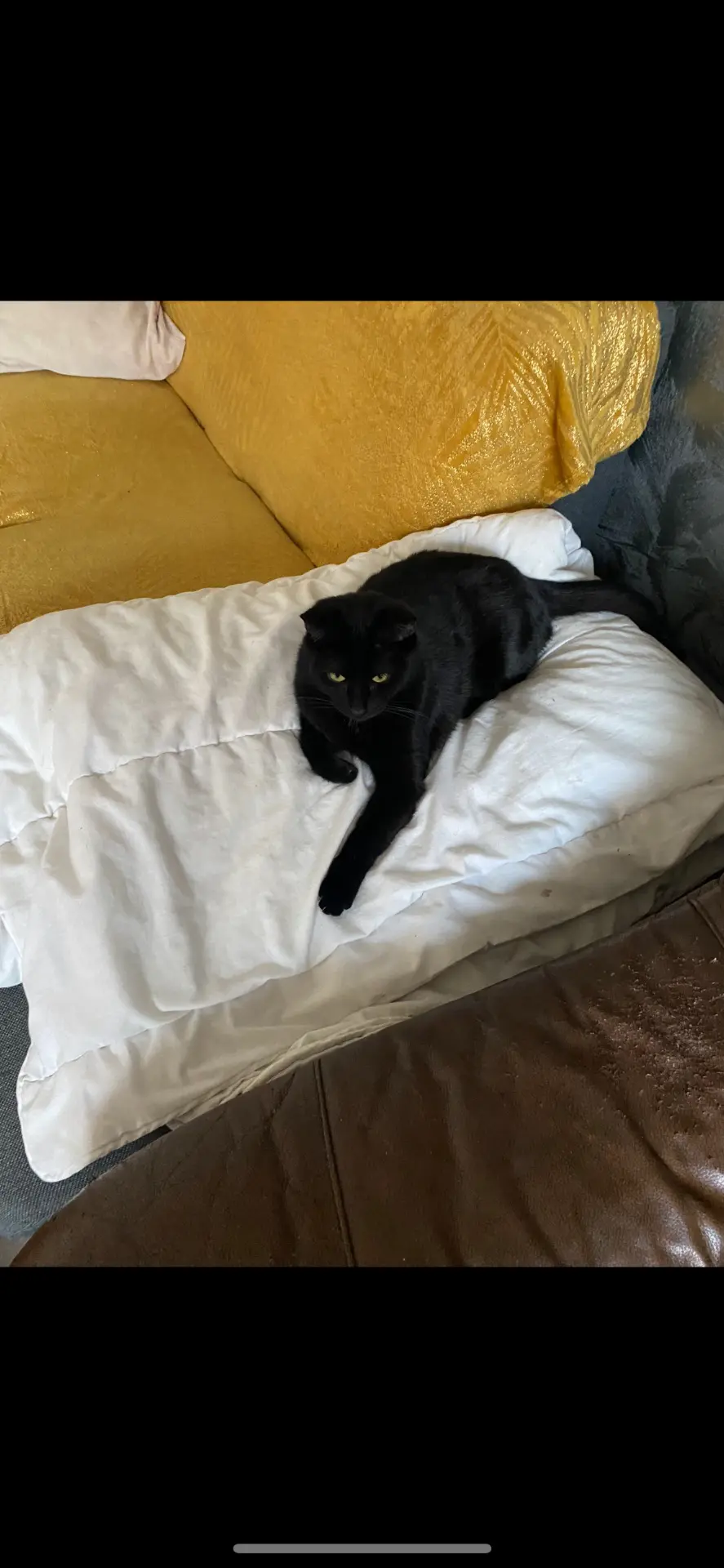 chatte lost 1 Rue de la Gare Fleurie 5100 Jambes Nestor ou nestour
