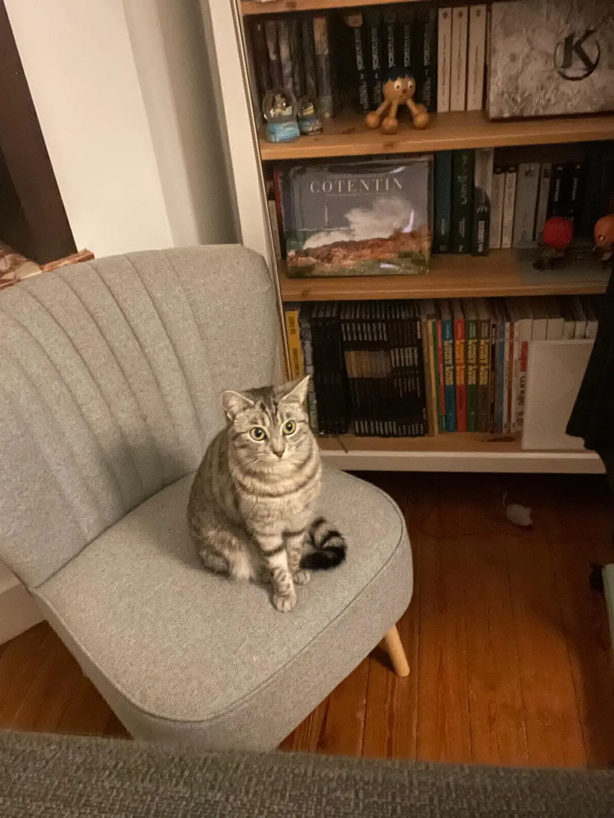 chatte lost 1 Rue de la Gare Fleurie 5100 Jambes Oia