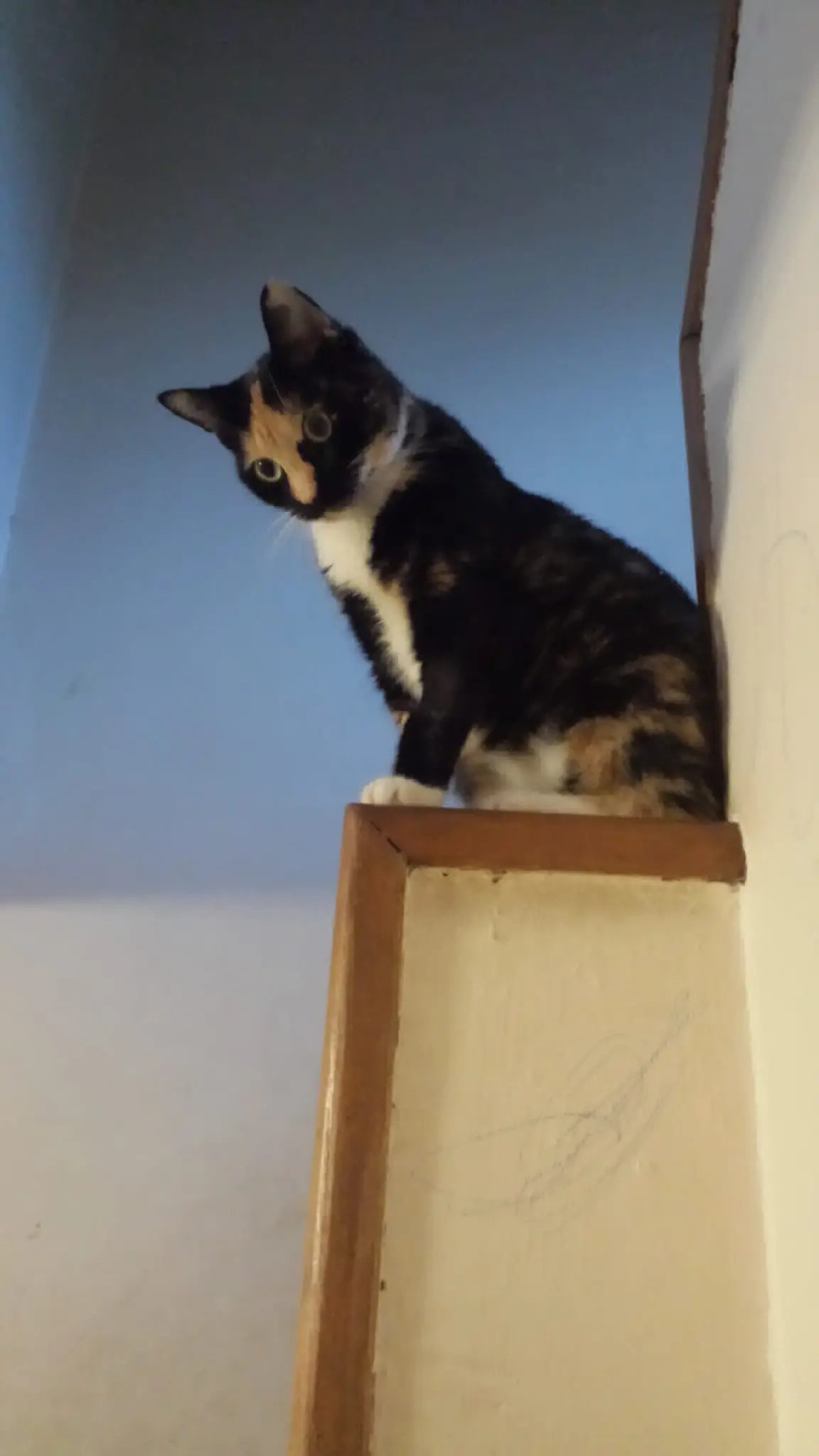 chatte lost   5004 Bouge Saphir