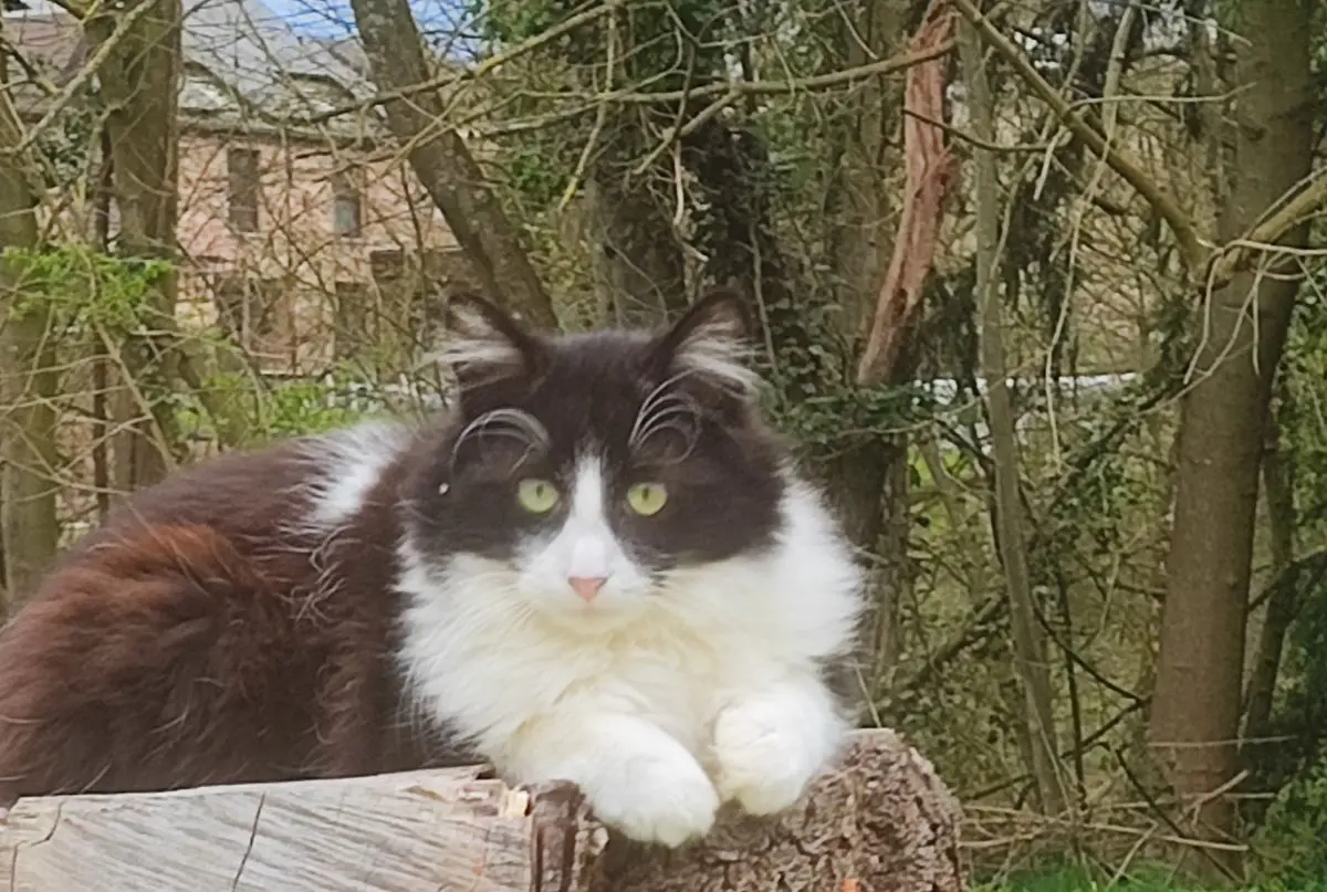 chatte lost    Wépion Stella