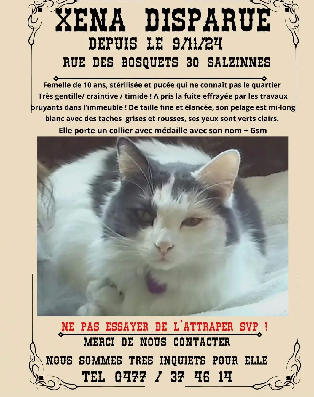 chatte lost    Namur Xena