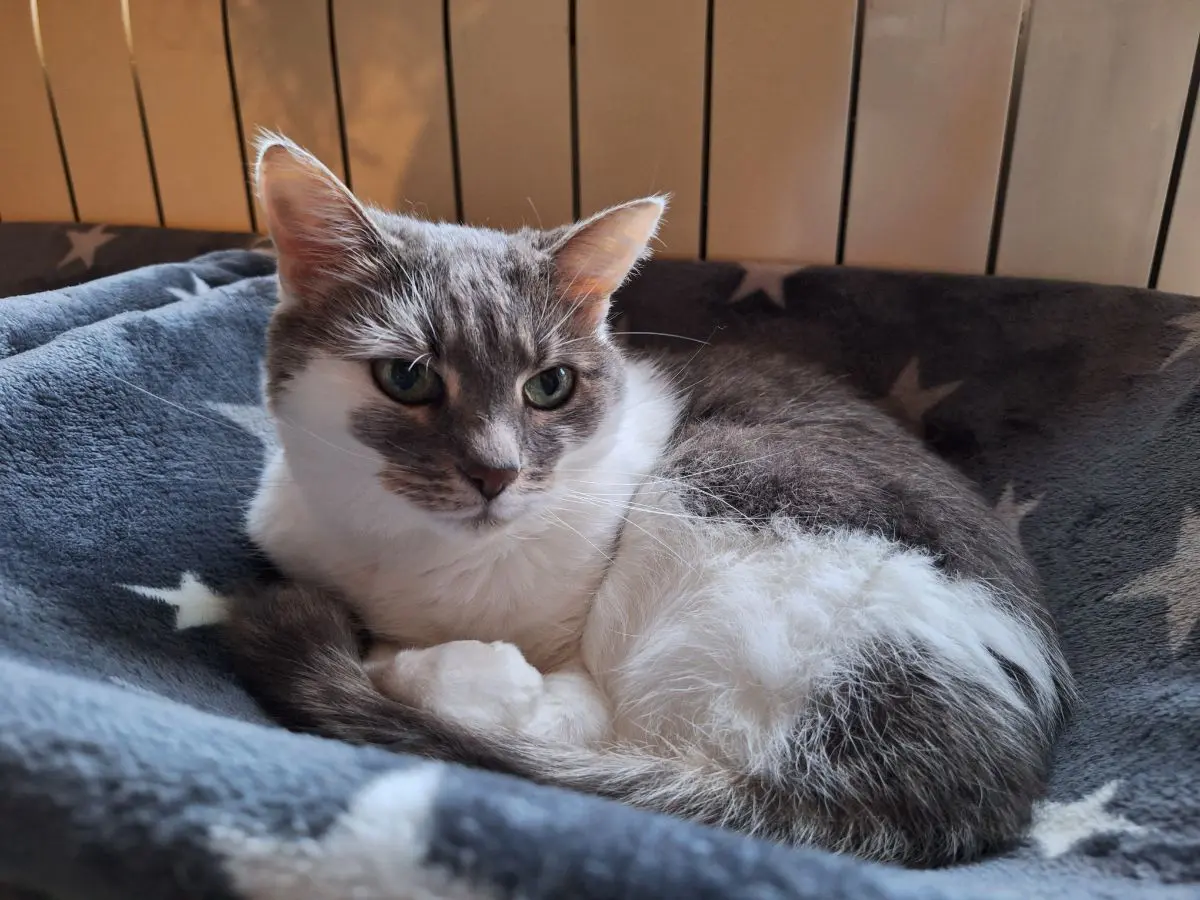 chatte lost    Fraire Lou