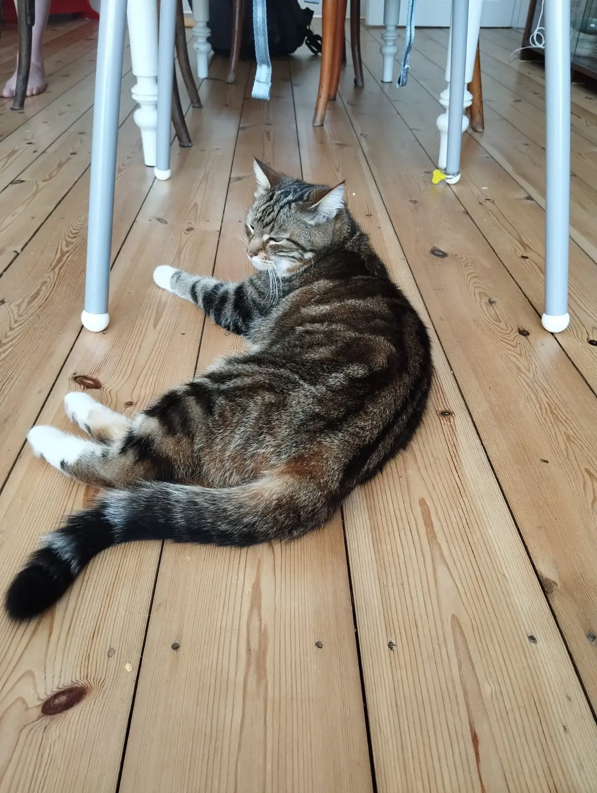 chatte reunited   1040 Etterbeek Kiwi