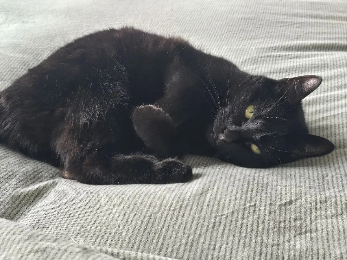 chatte reunited   1070 Anderlecht Minou