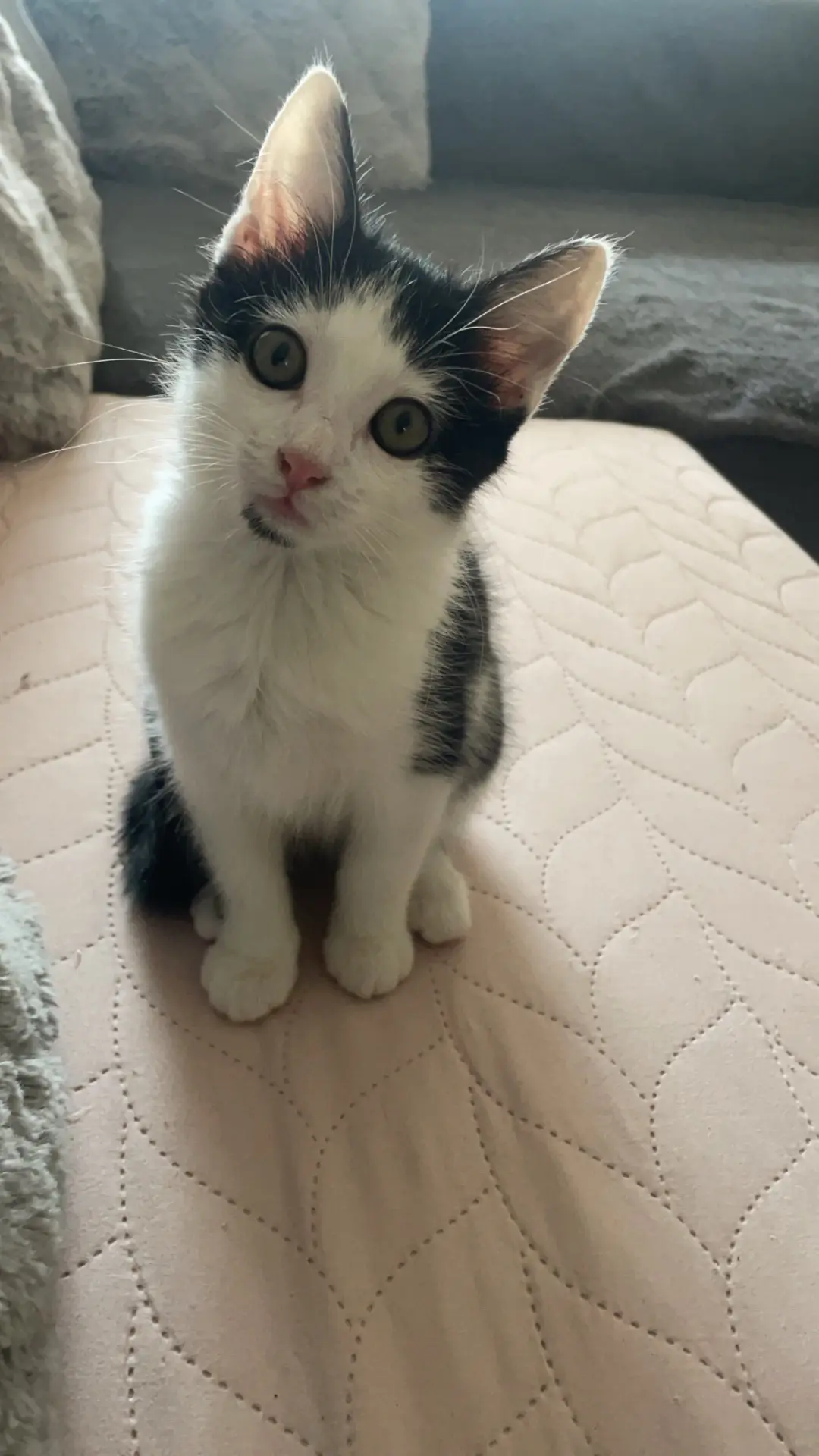 chatte reunited   1040 Etterbeek Rio