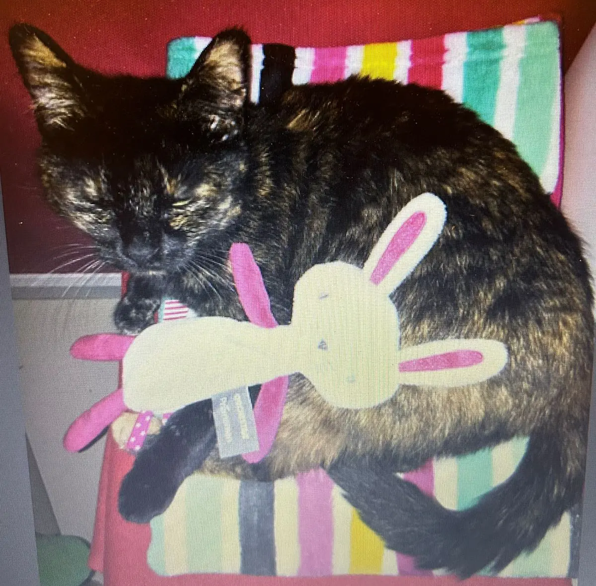 chatte reunited   1490 Court-Saint-Etienne Rosy