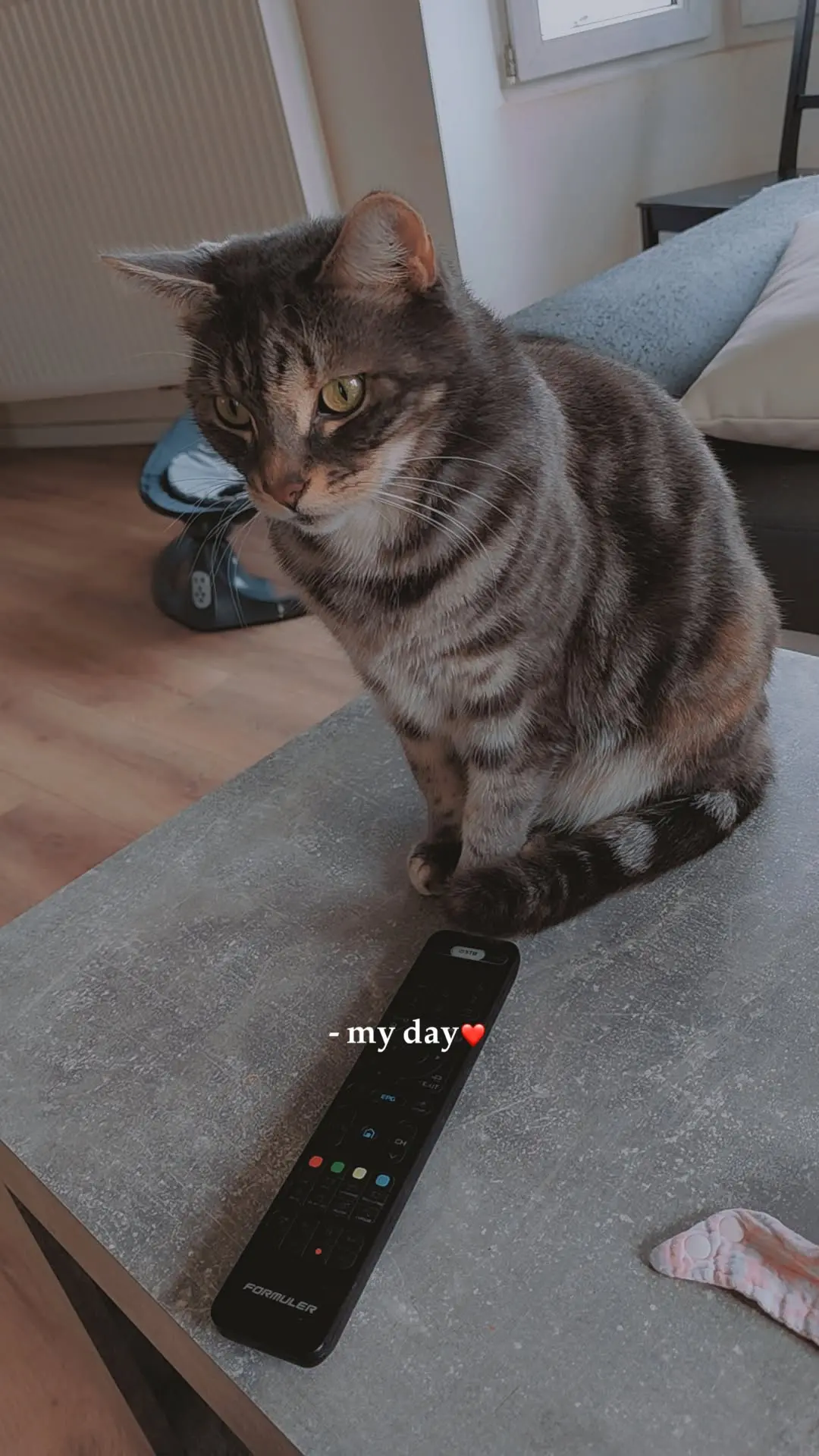 chatte reunited  Rue Edmond Foulon 6044 Roux Bluey