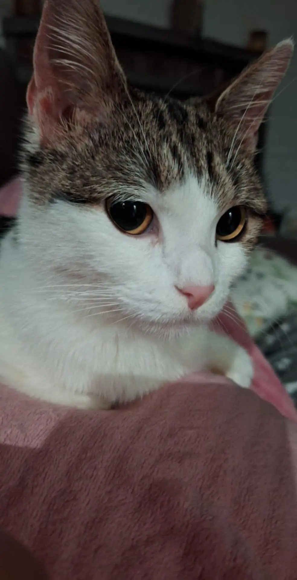 chatte reunited  Rue Chausteur 6042 Lodelinsart Hope