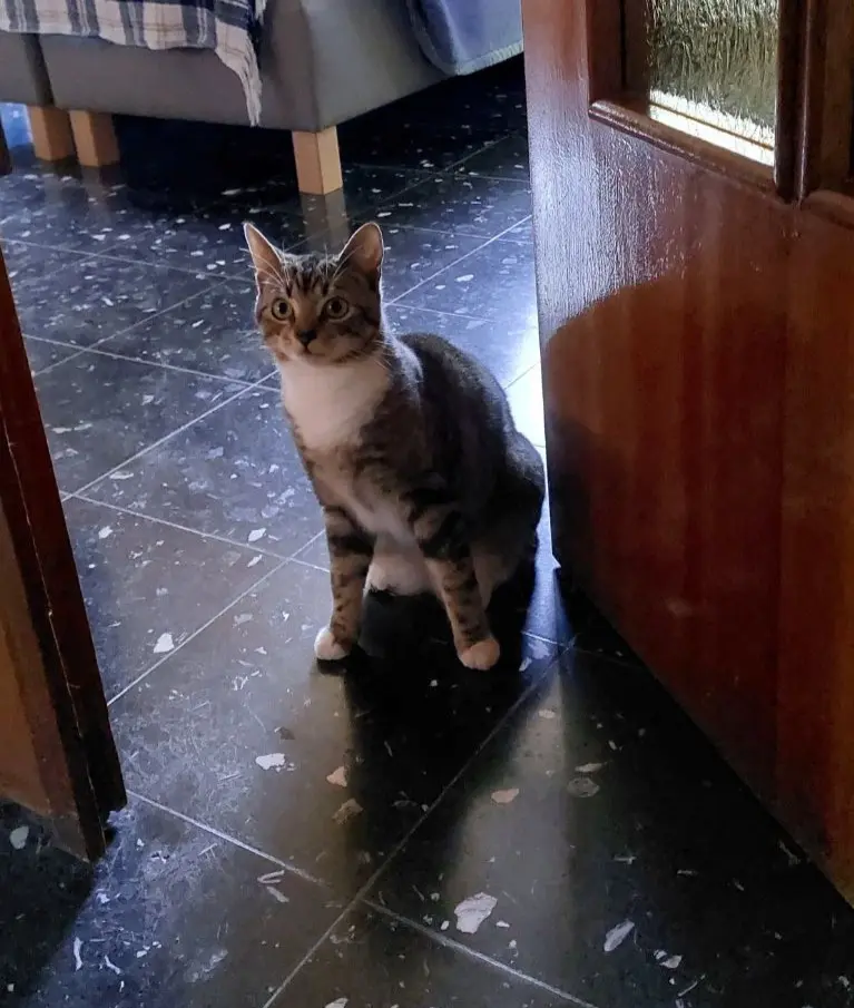 chatte reunited   6040 Jumet Shadé