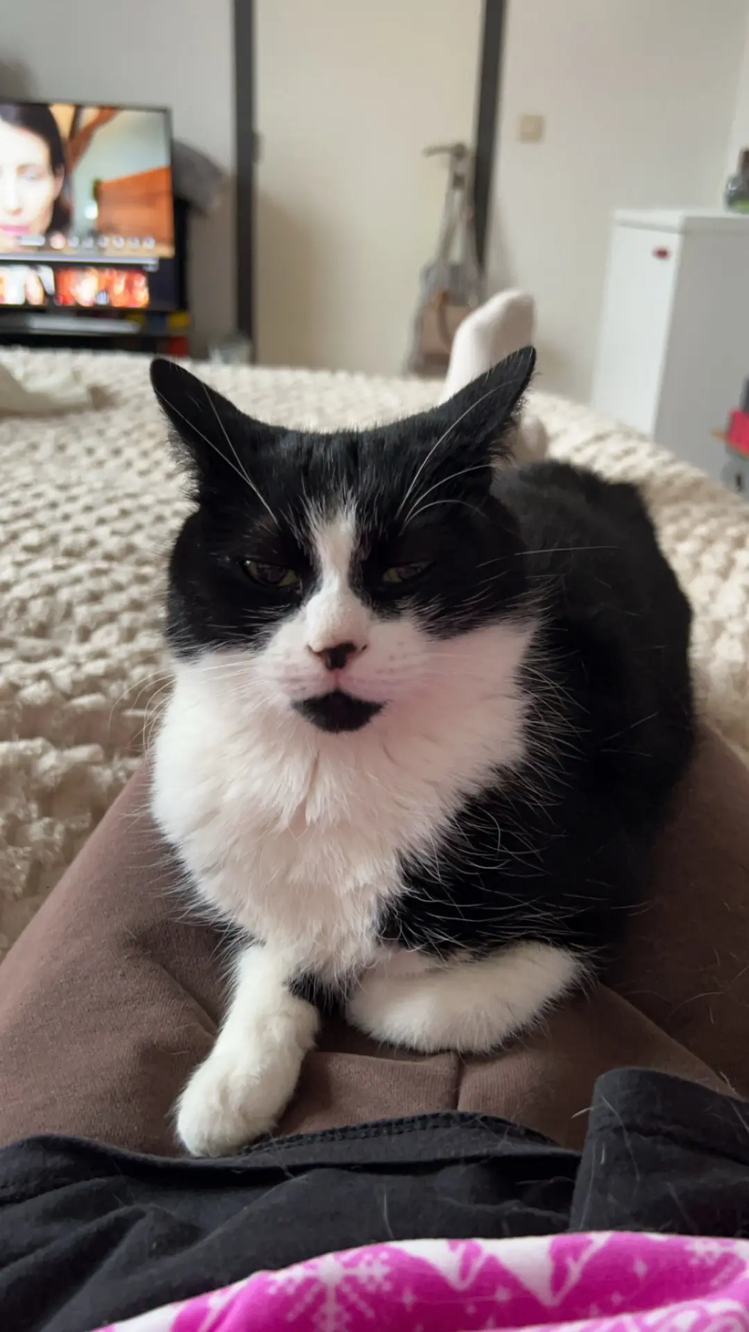 chatte reunited   6001 Marcinelle Smoke