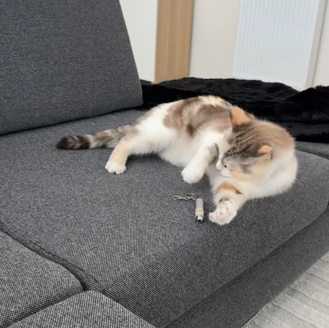 chatte reunited    Fleurus Crumble