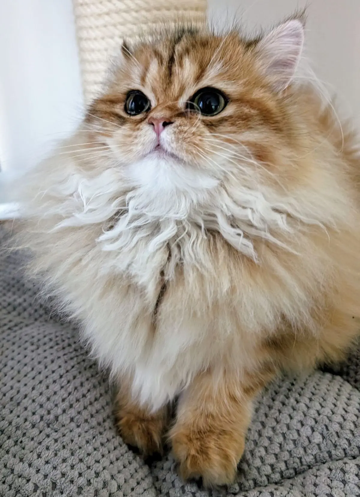 chatte reunited   7160 Chapelle-lez-Herlaimont Victoria