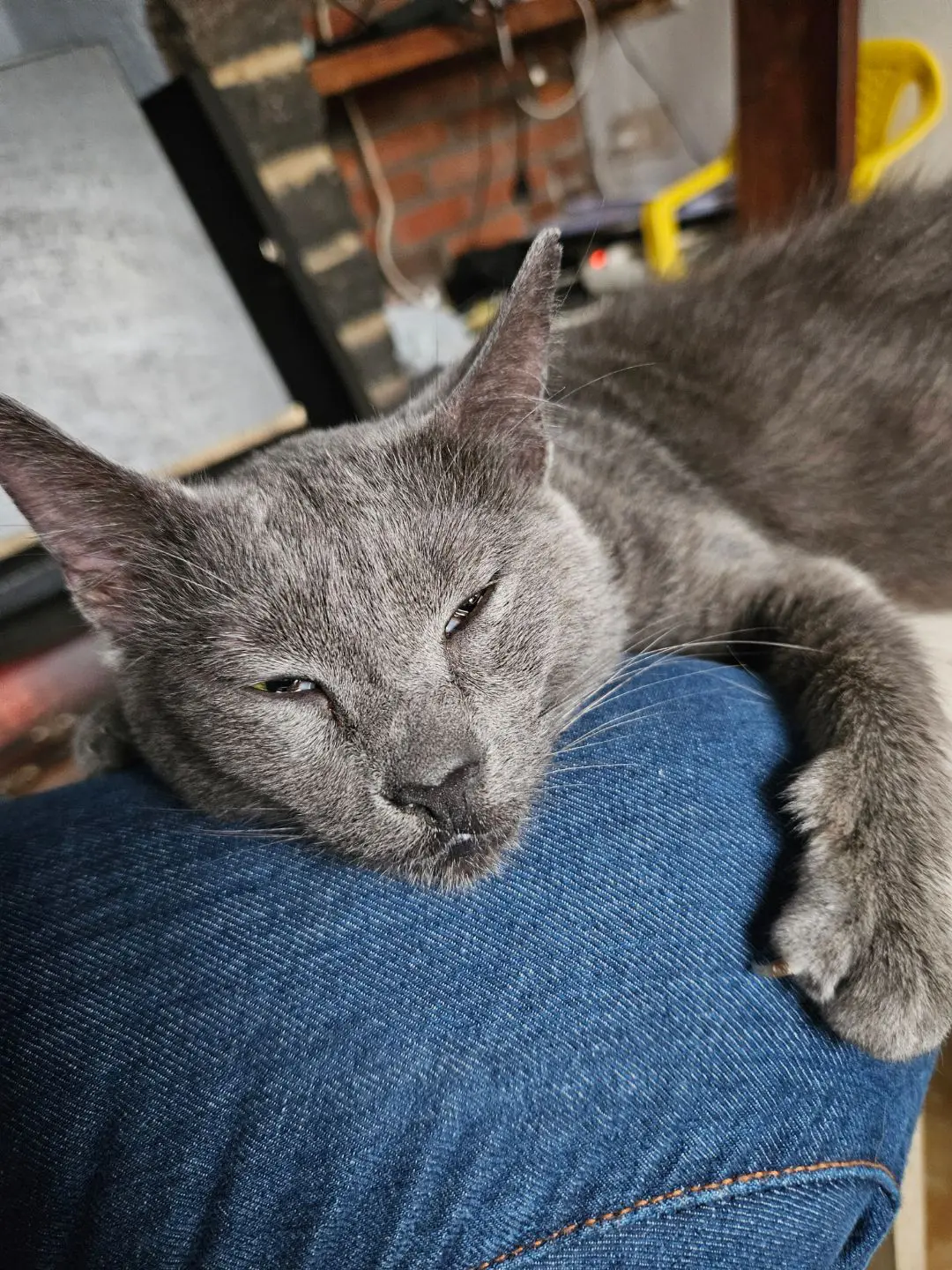 chatte reunited   7100 La Louvière Capucine