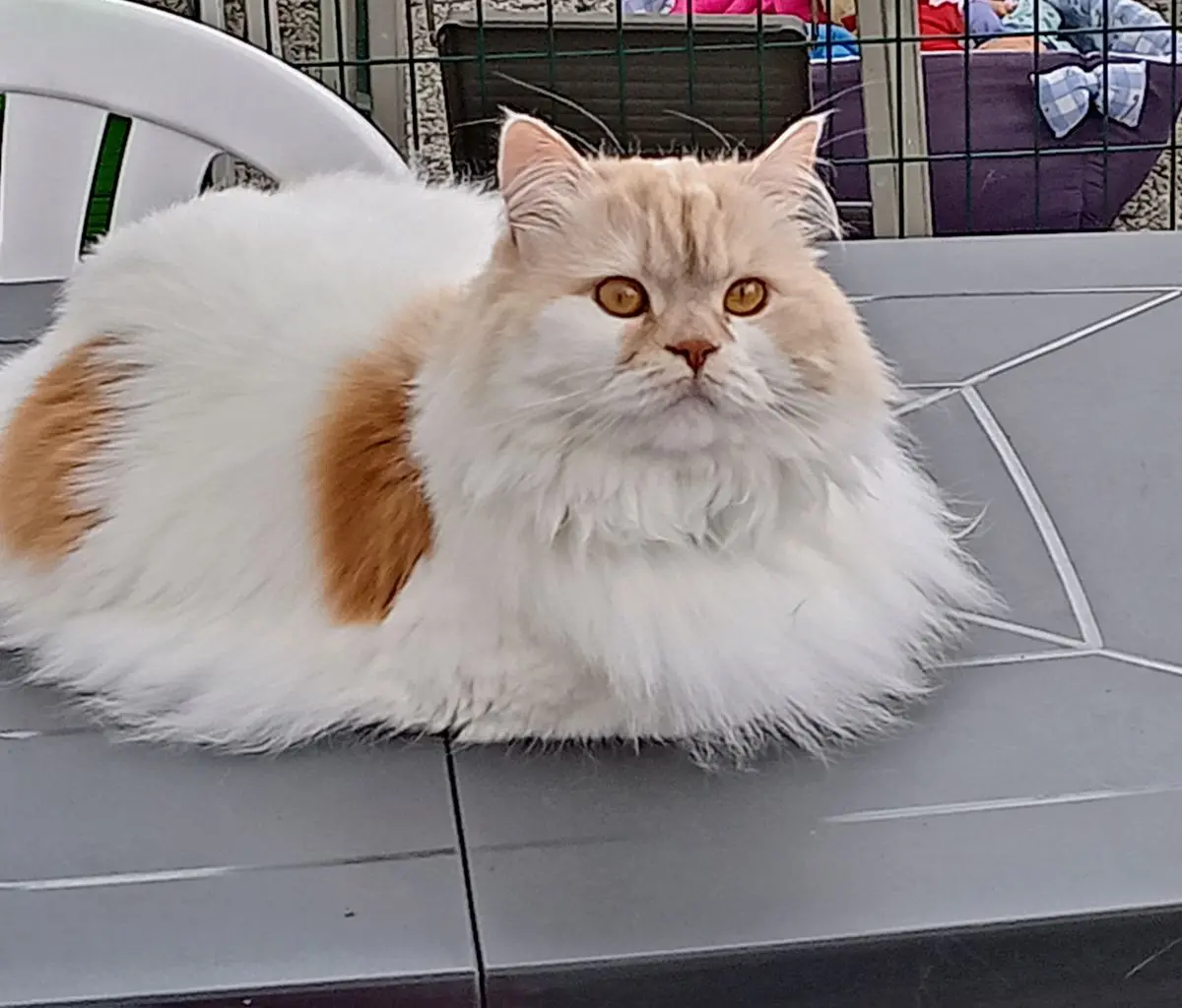 chatte reunited   7134 Péronnes-lez-Binche Noisette