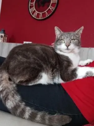chatte reunited   7370 Dour Bounty