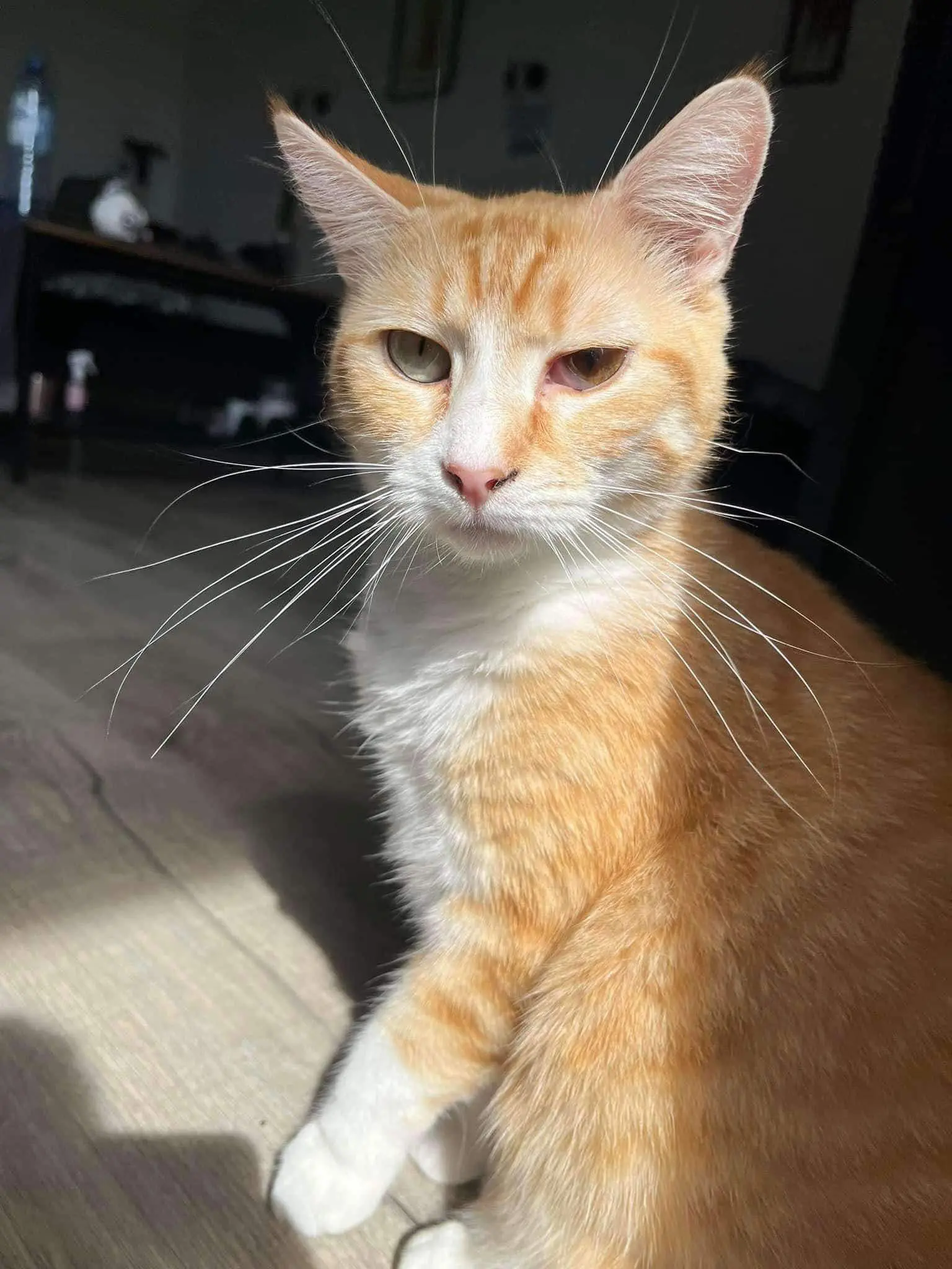 chatte reunited     Moon