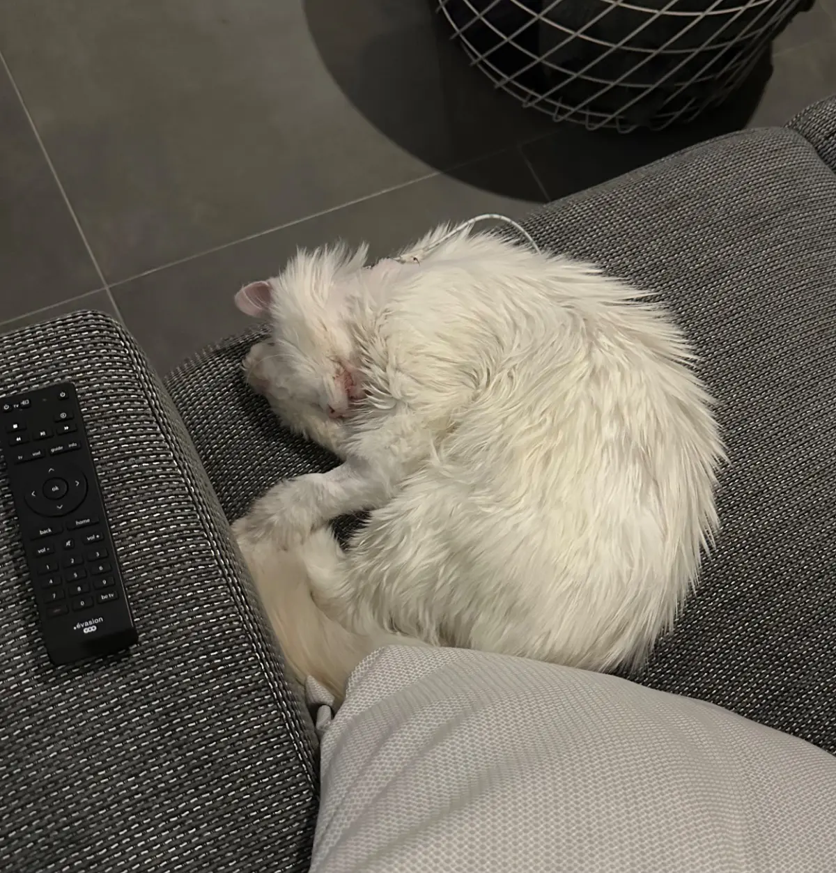 chatte reunited  Rue Roger Lejeune 7503 Tournai Freya
