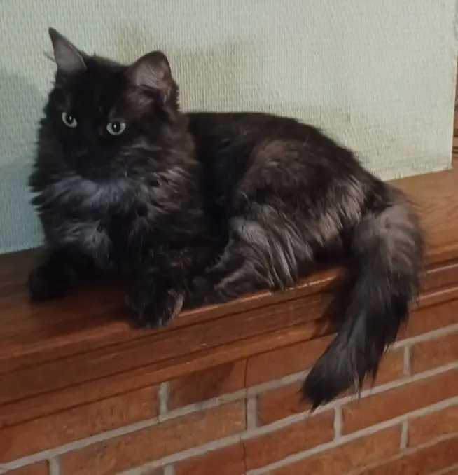 chatte reunited  Rue de la Gare 5170 Profondeville Cléo