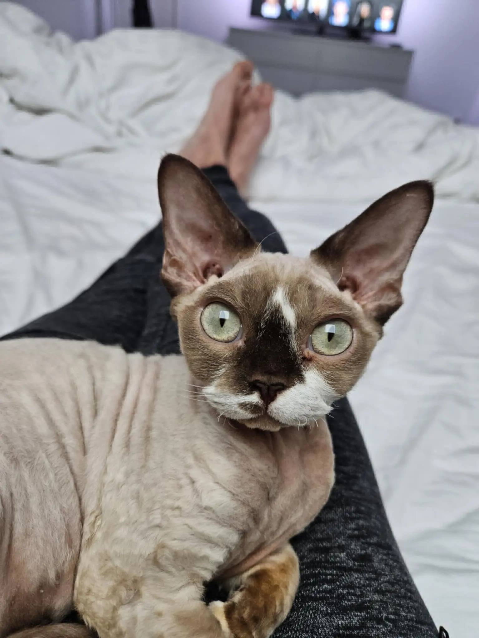 chatte reunited    Jemeppe-sur-Sambre Isis
