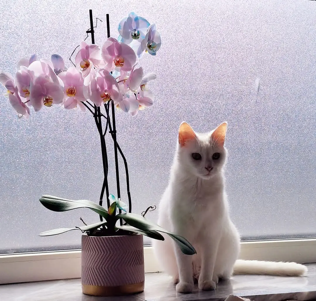 chatte reunited    Fraire Bianca