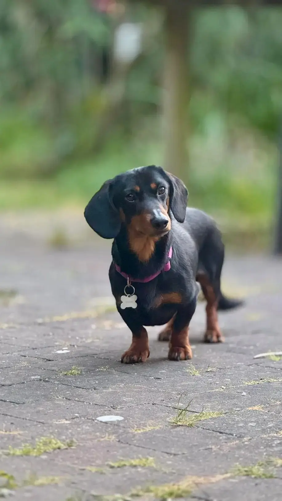 chien lost   1150 Woluwe-Saint-Pierre Albert