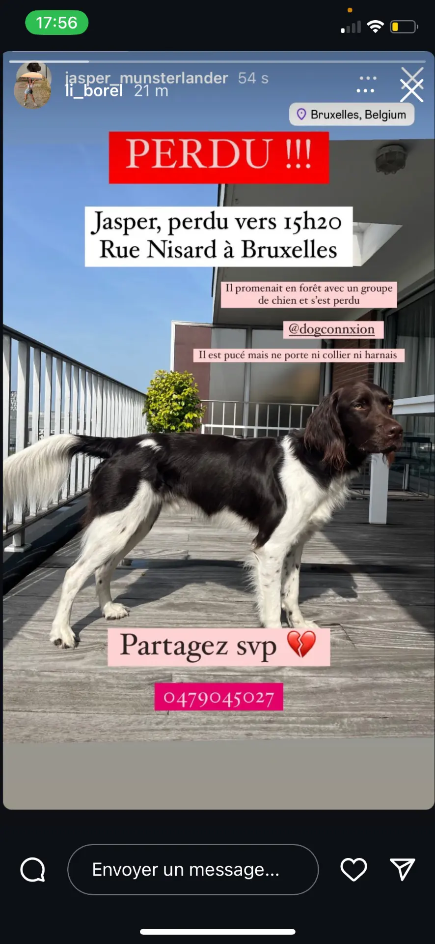 chien lost    Bruxelles Jasper