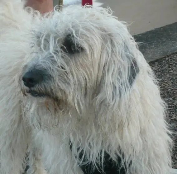 chien lost    Bruxelles Lenny