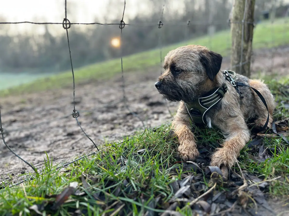 chien lost   1070 Anderlecht Ugo
