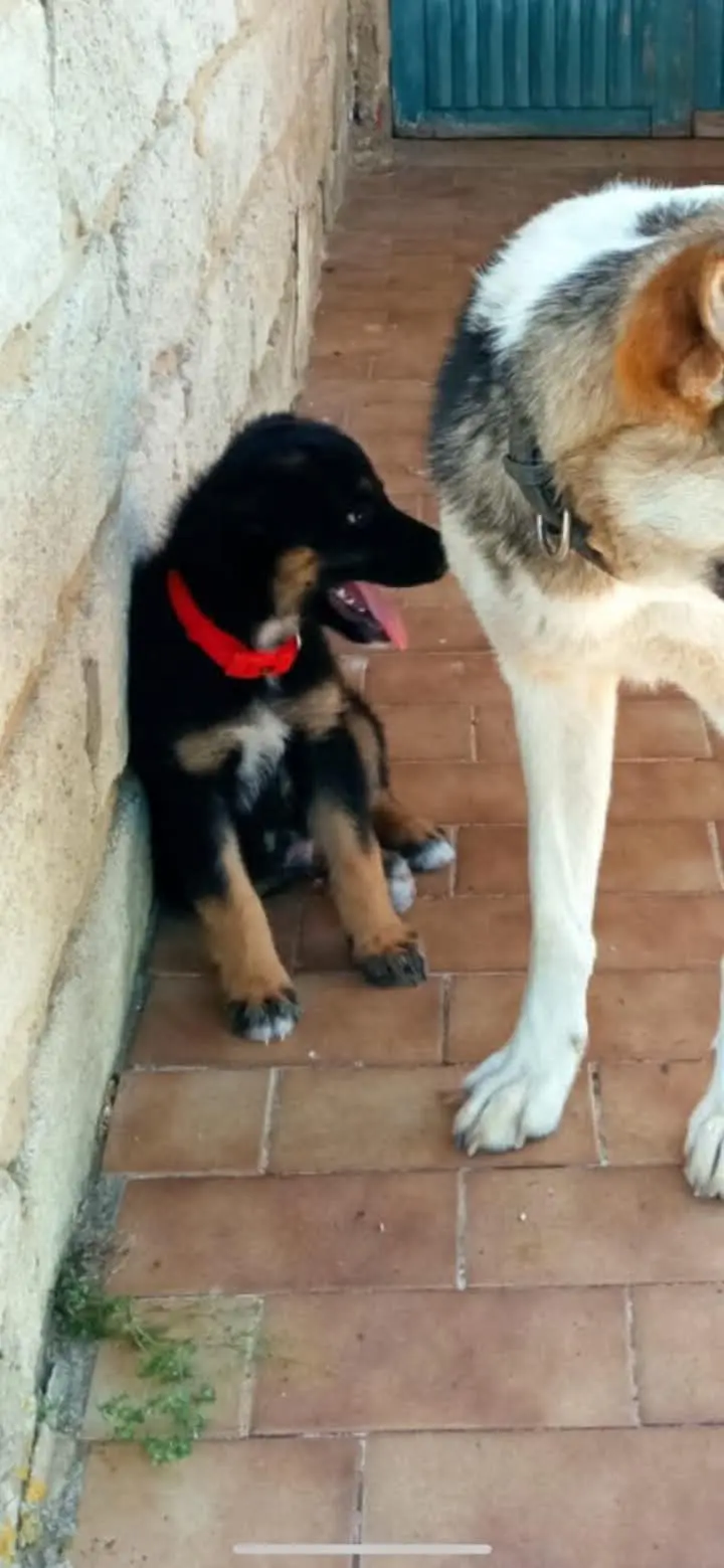 chien lost  Luikersteenweg 3800 Brustem Ciak