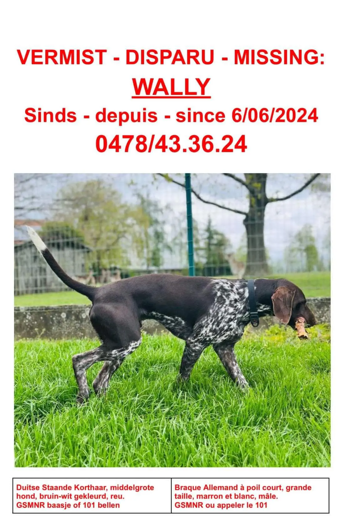 chien lost     Wally