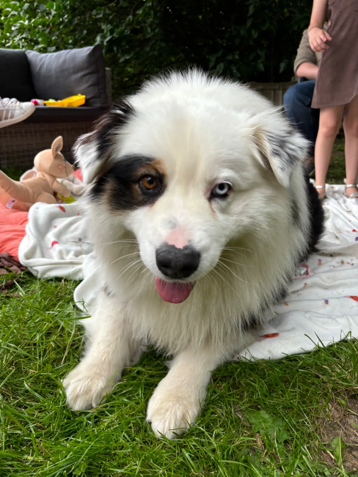 chien lost    Ramillies Pimousse