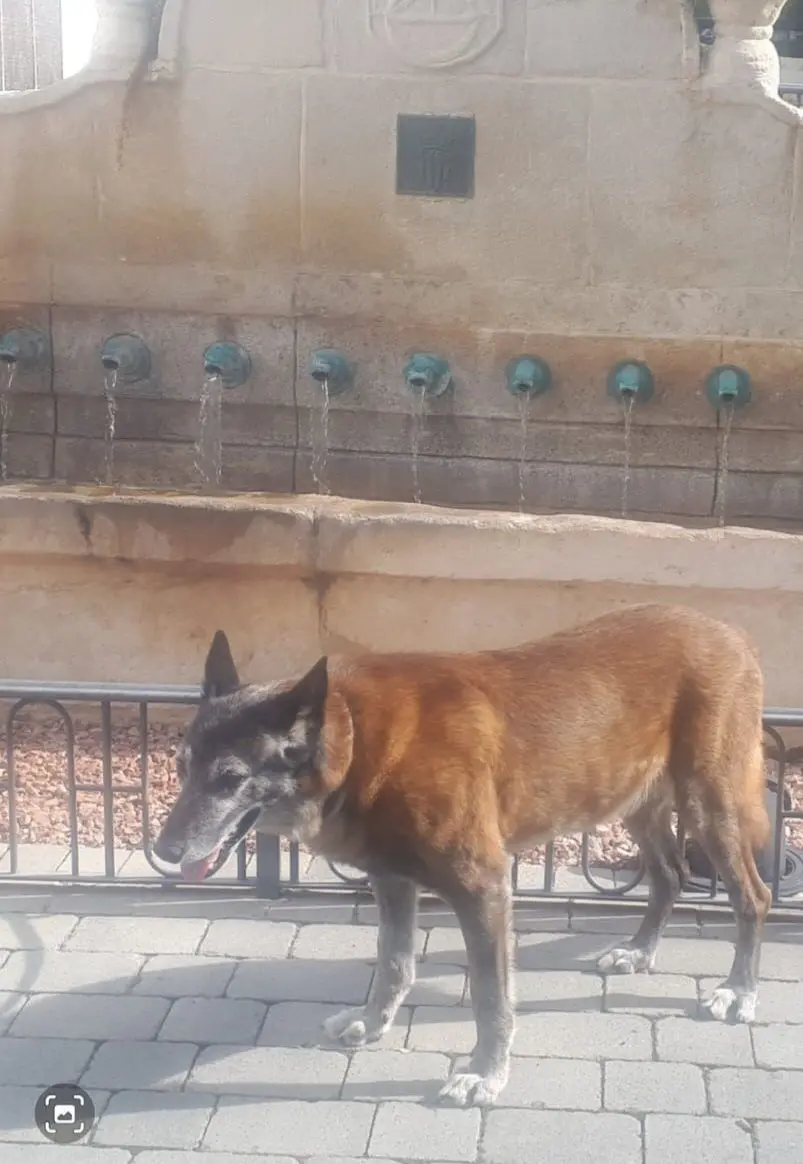 chien lost   1380 Lasne Sam