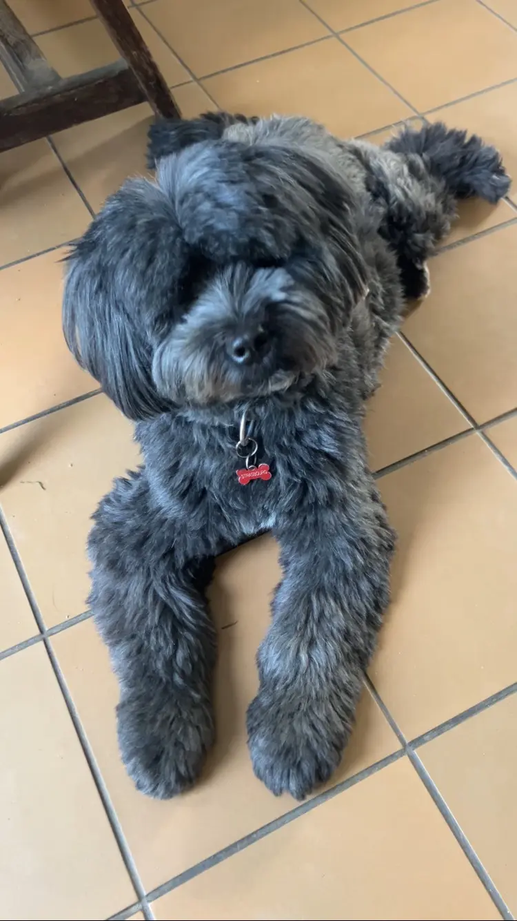 chien lost  Rue de la Station 1332 Genval Strasbourg