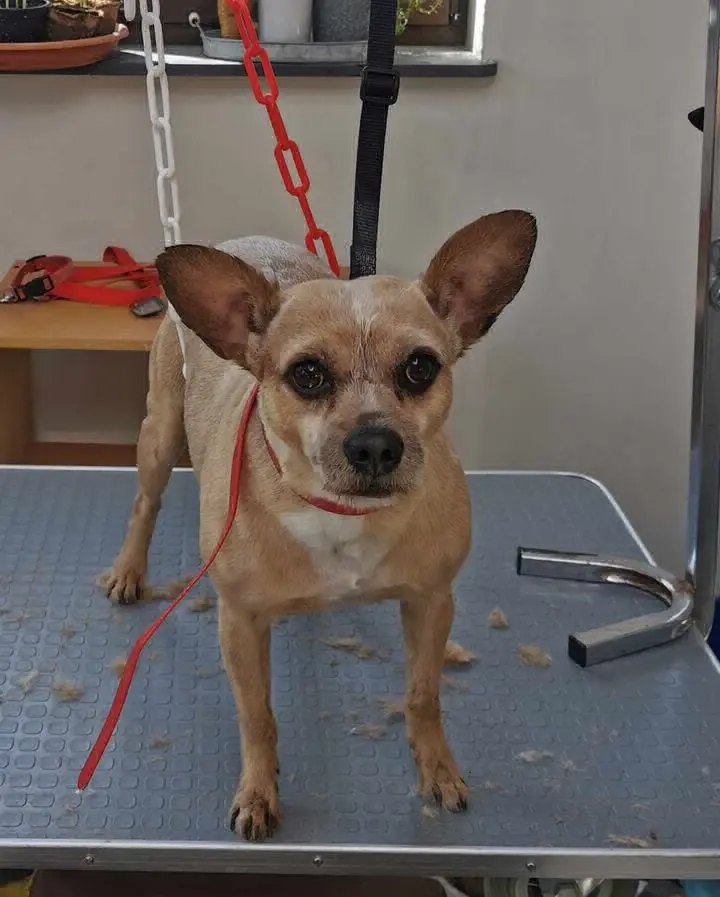chien lost    Montrœul-au-Bois Mickey