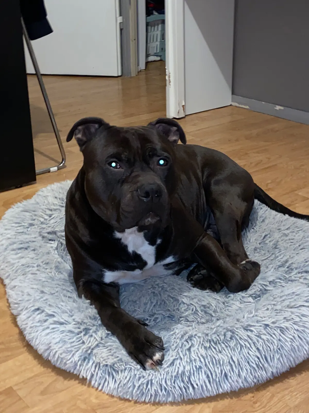 chien lost    Lessines Thor