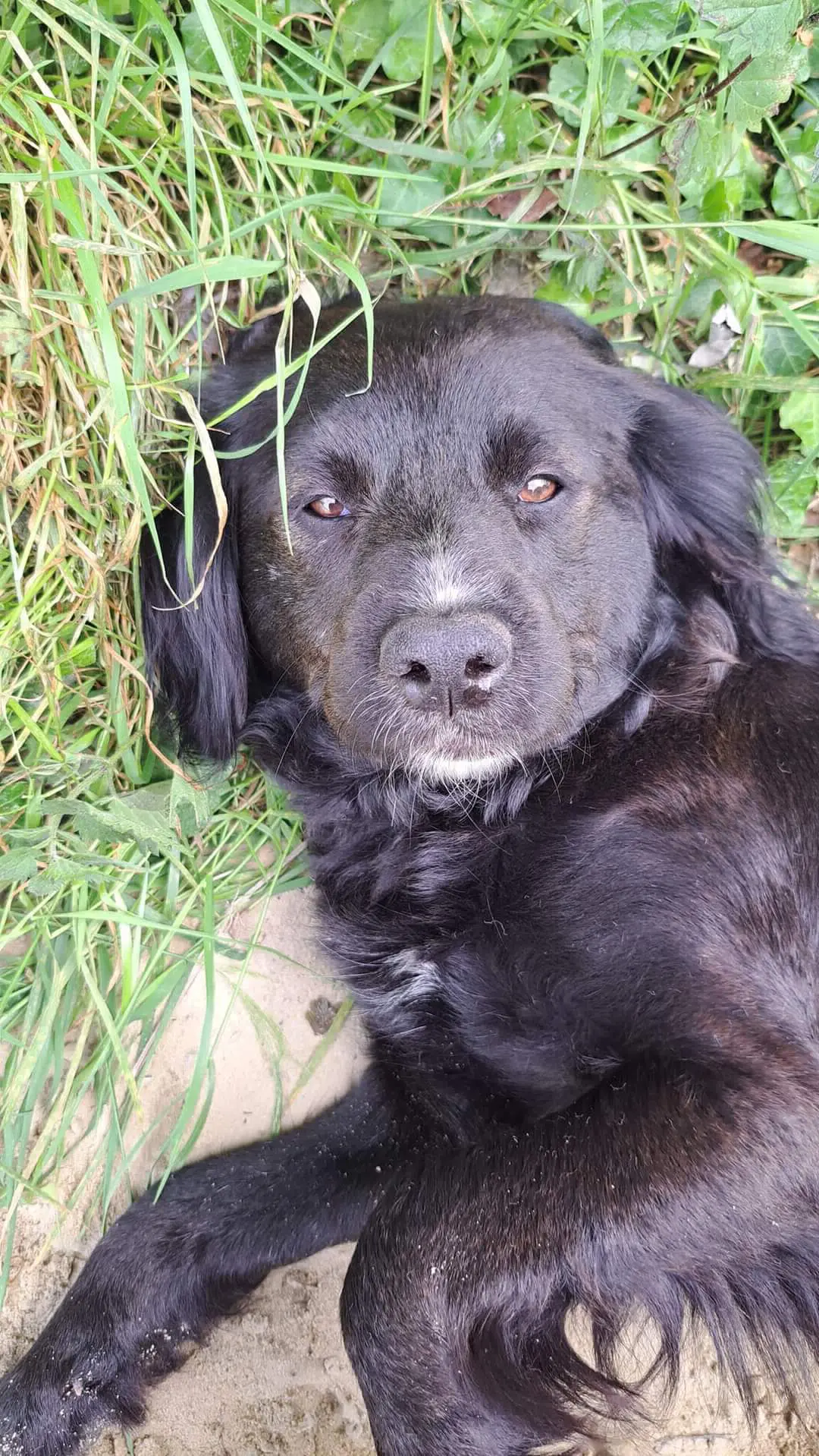 chien lost   6180 Courcelles Bella et hector