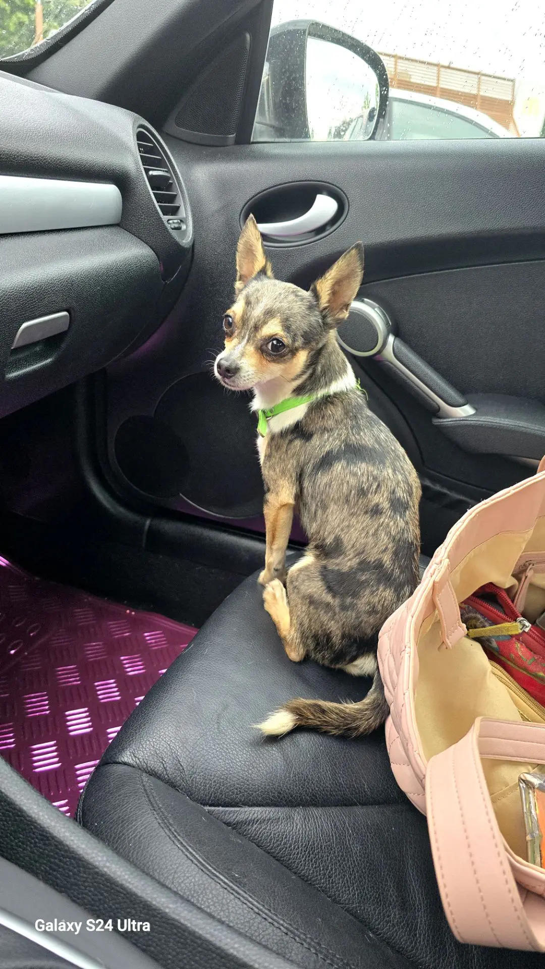 chien lost   6040 Jumet Dior