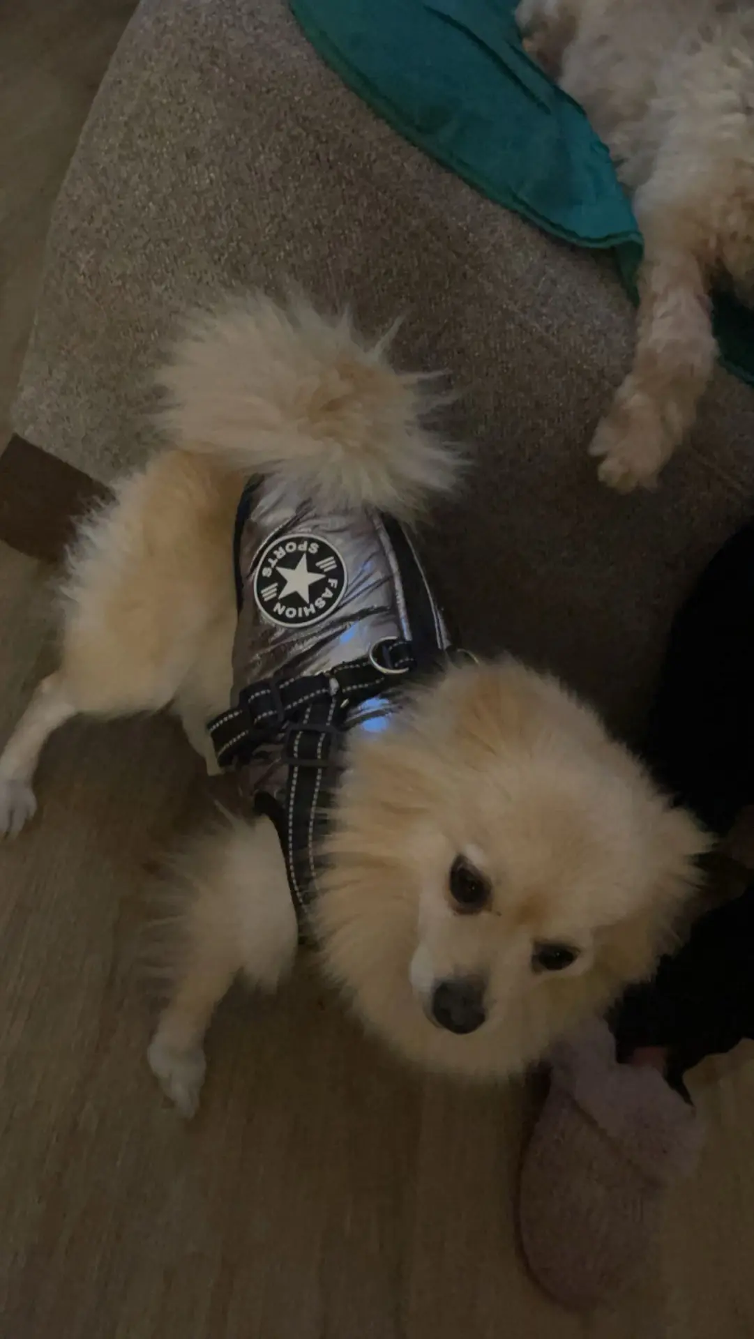 chien lost  Impasse du Major 6060 Gilly Diva