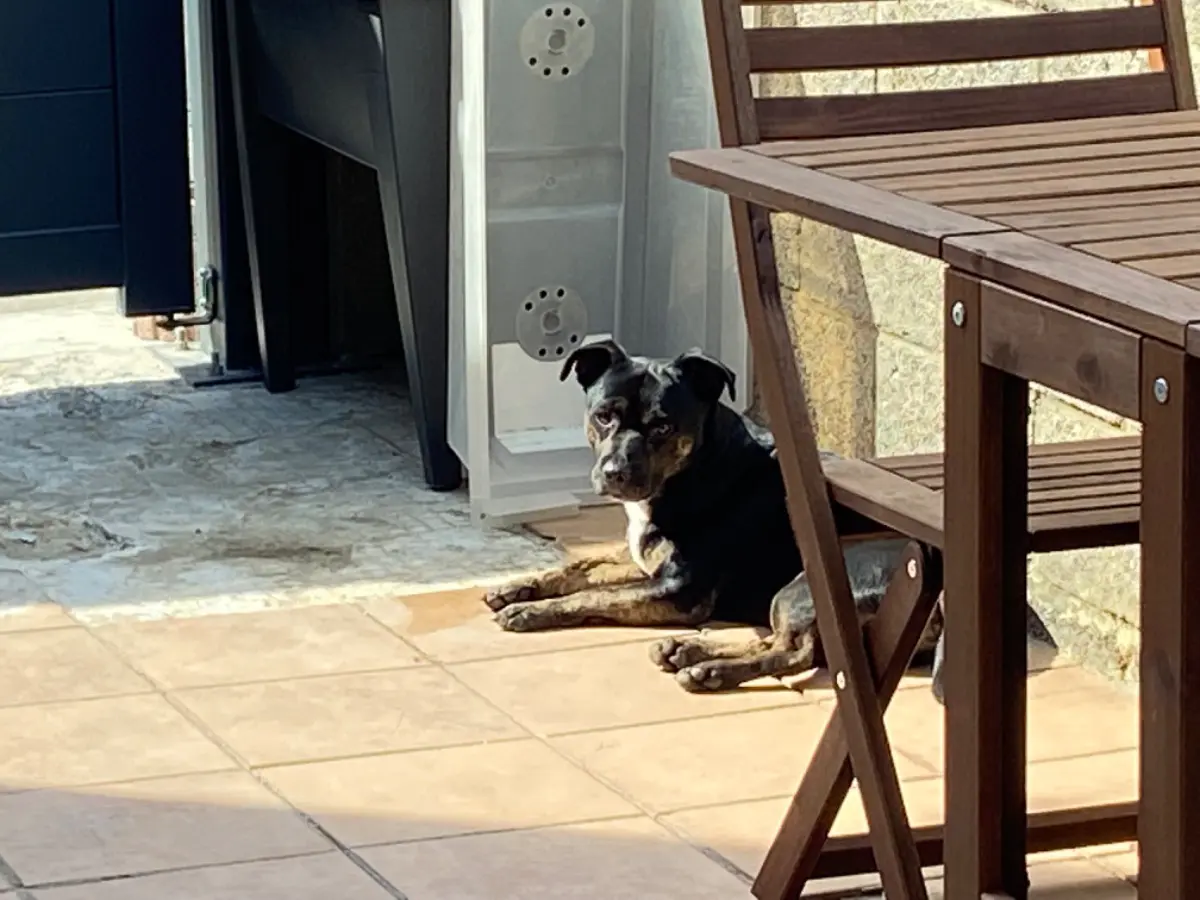 chien lost  Impasse du Major 6060 Gilly Djongo