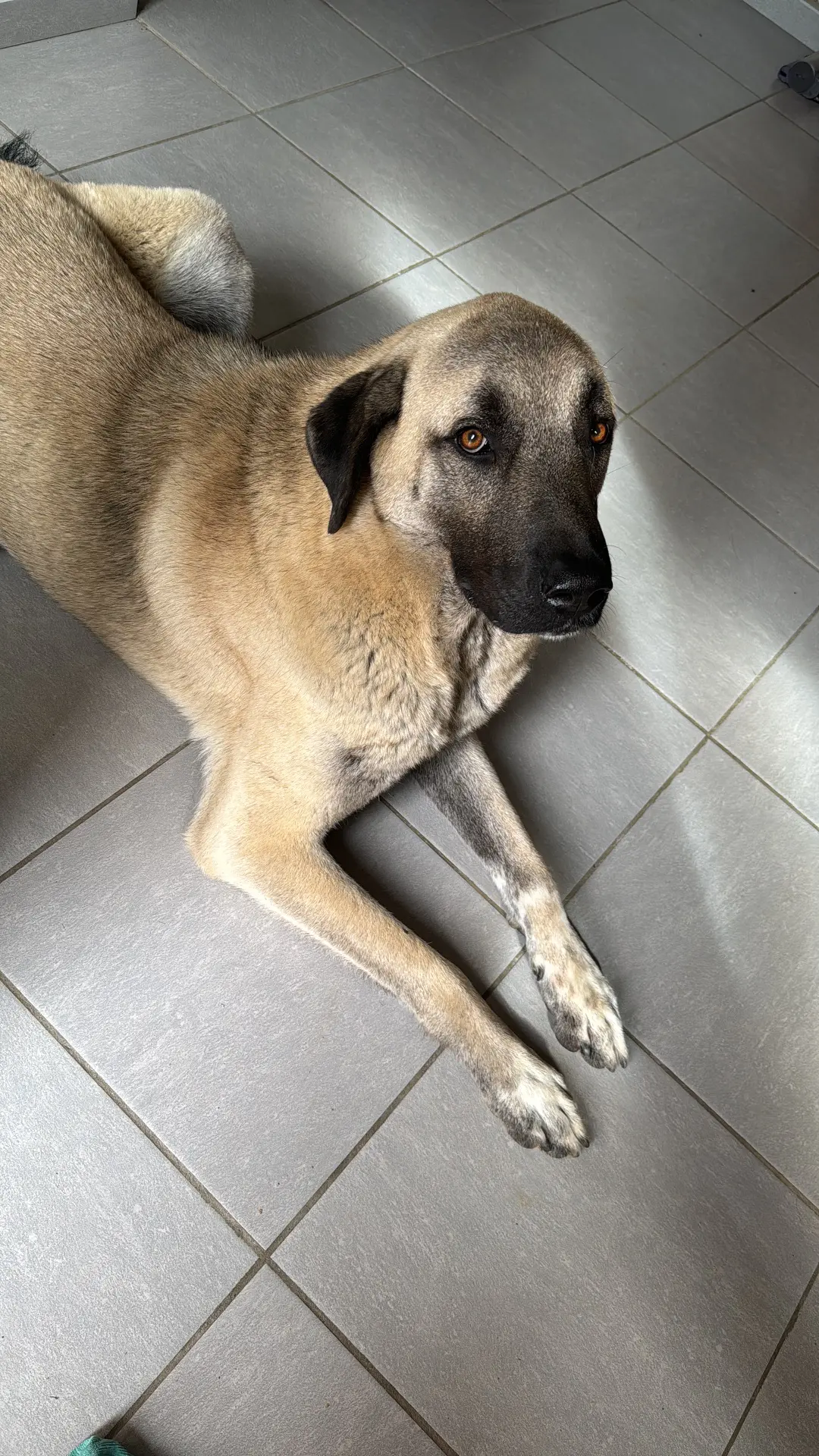 chien lost   6043 Ransart Hades