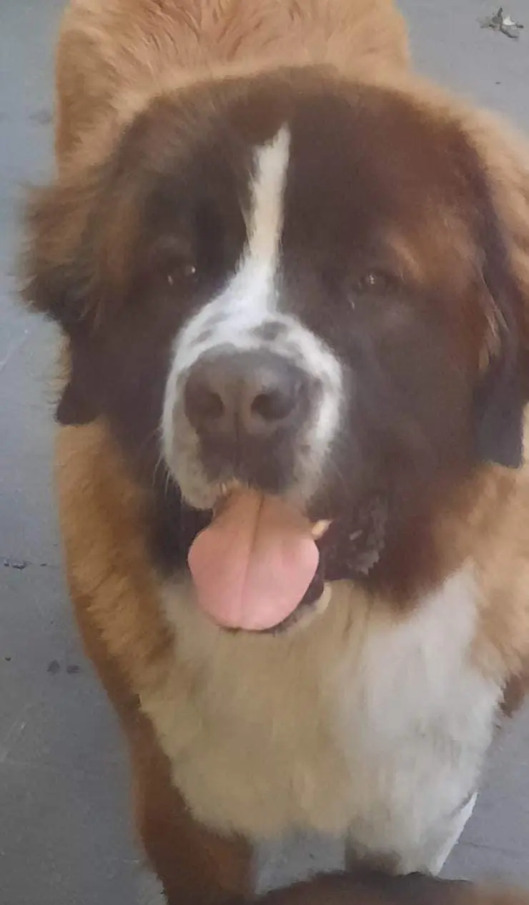 chien lost   6040 Jumet Max et aria