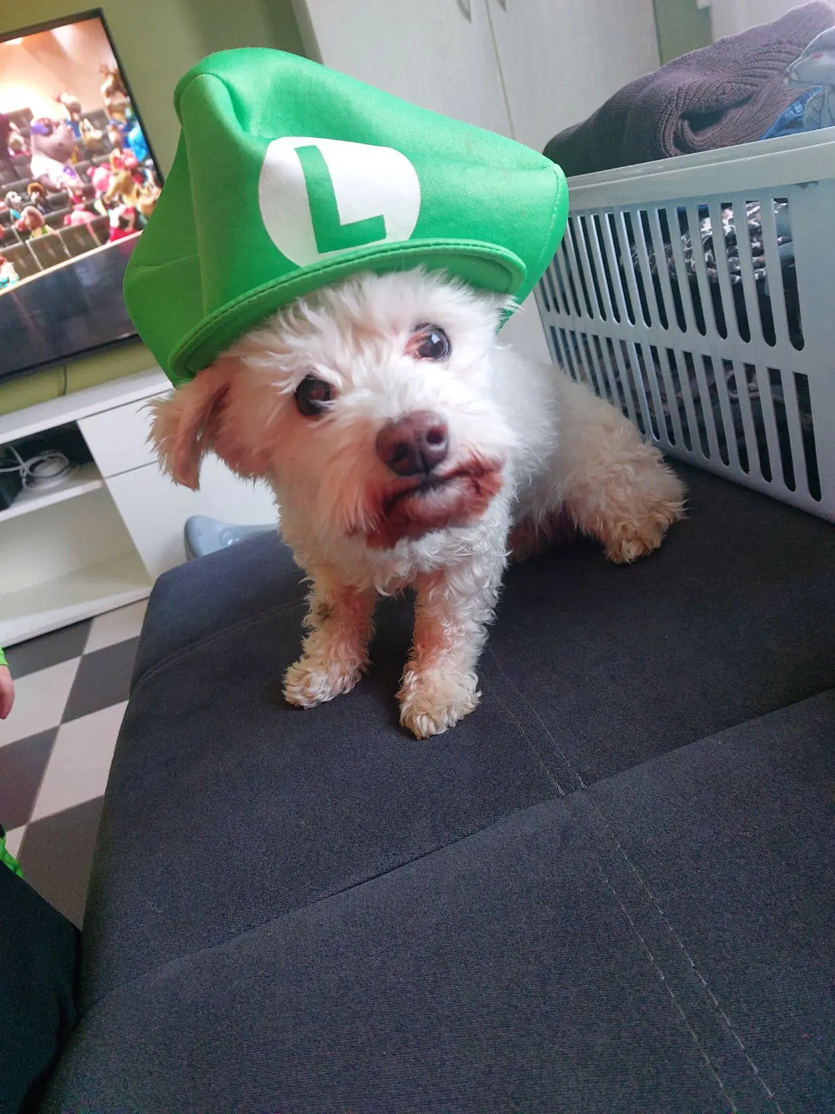 chien lost   6043 Ransart Milou