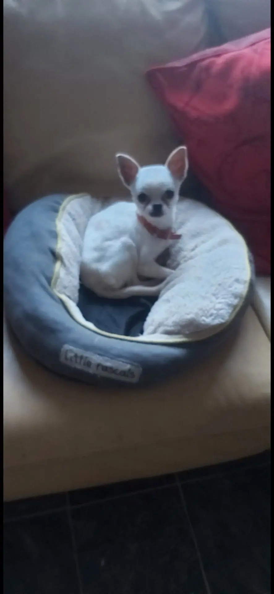 chien lost    Charleroi Moskino